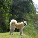 Japanese Akita Puppy for sale